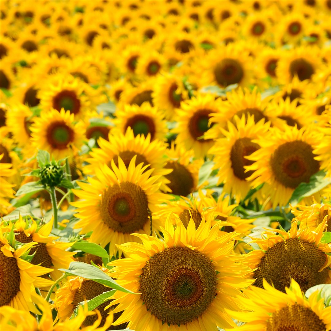 #Grösse_Spray 150 ml