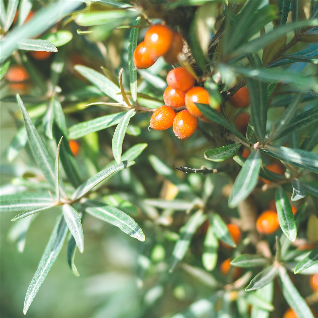 #Grösse_Aerosol Spray 250 ml